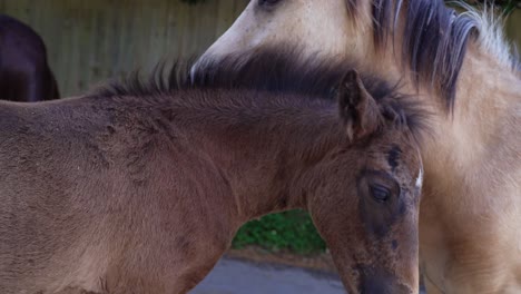 Closeup-of-young-foal-horses-molting-face-with-bare-dark-brown-skin-by-mare