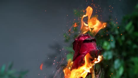 Rose-flower-in-slow-motion,-delicately-embracing-the-flames,-evoking-the-concept-of-transformation-and-resilience