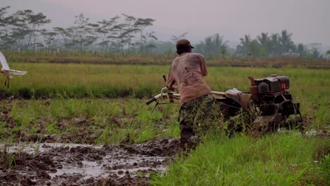 Indonesian-local-farmer-working-on-rural-rice-field-plowing-the-wet-ground-while-white-bird-flies