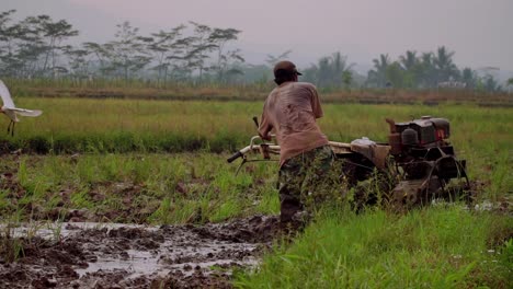 indonesian local farmer working on rural rice field plowing the wet ground while white bird flies