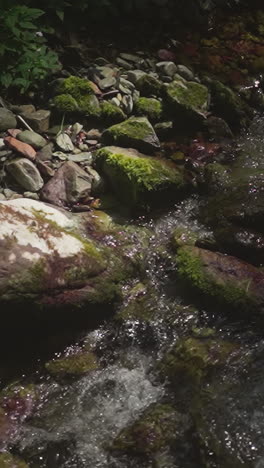 rocky shallow creek with foamy cascades in deep forest slow motion. mountain river with large boulders runs across virgin wood. power of water flow