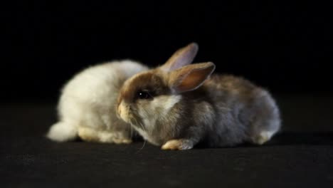 two fluffy pet bunny rabbits share friendship, studio shot at dark background