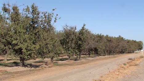 Field-or-plantation-of-almond-trees-in-California,-USA