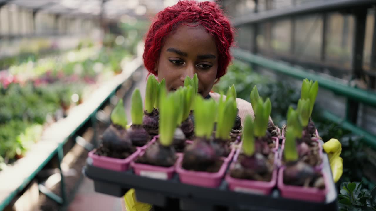 Afroamerikaner holder en række unge blomsterfrøplanter