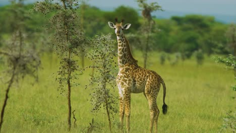 jirafa joven salvaje en el parque nacional serengeti mira a la cámara