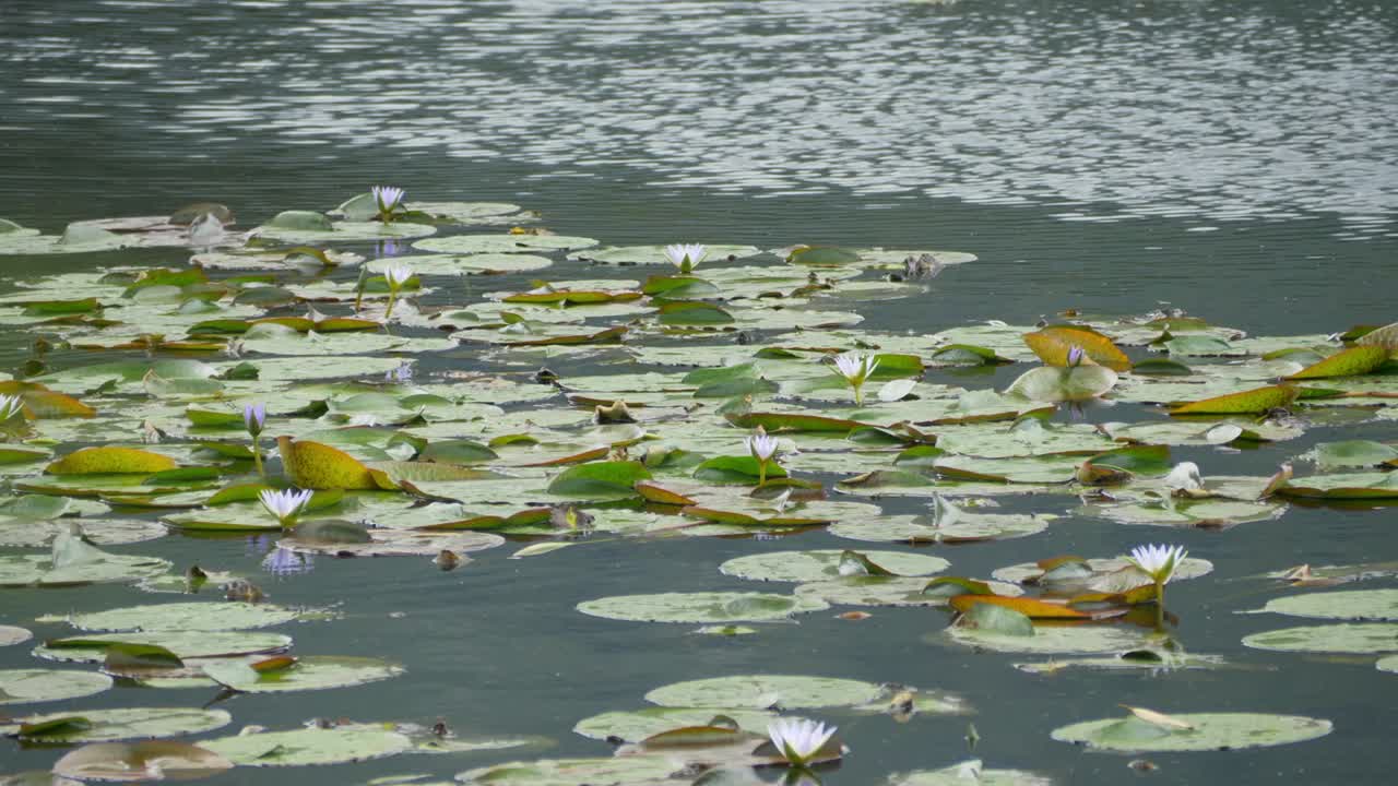 연못 표면 에 꽃 을 피우고 있는 보라색 로터스 물 릴리