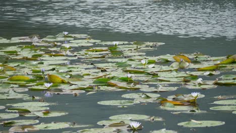 Purple-lotus-water-lily-blooming-on-pond-surface