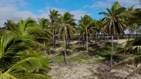 drone cocoteros cielo azul