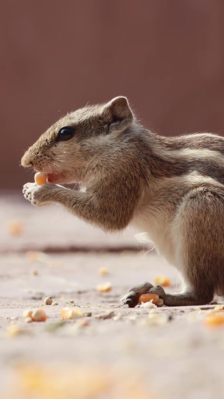Scoiattolo delle palme indiano che mangia cibo su terreno soleggiato