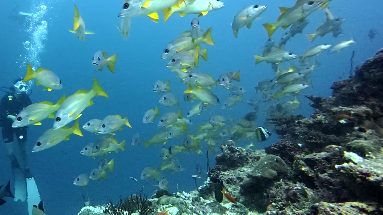 Escena submarina con peces y un buzo