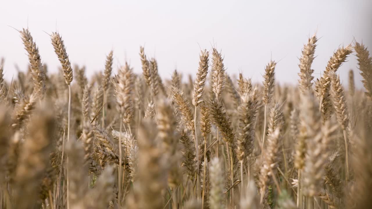 пшеничные поля под заходящим солнцем в ирландии, уиклоу часть 4