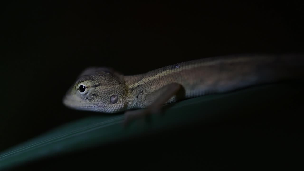The Oriental Garden Lizard is also called the Eastern Garden Lizard, Bloodsucker and Changeable Lizard