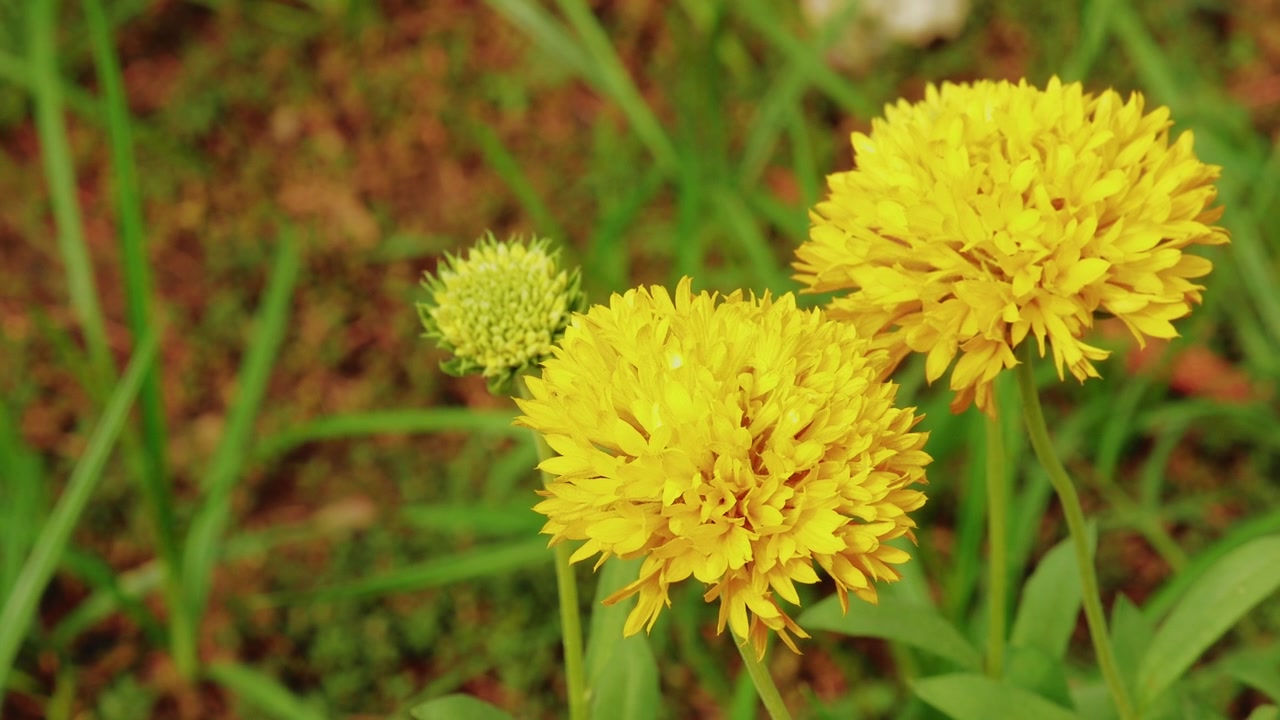 Gambar jarak dekat bunga Gaillardia kuning cerah yang bergoyang lembut tertiup angin, dengan kuncup segar yang mekar di tengah taman yang rimbun.