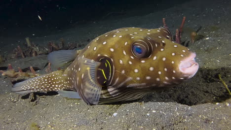 white-spotted-pufferfish-resting-on-sandy-seabed-during-night-in-indo-pacific