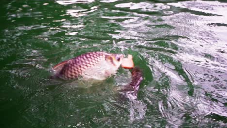 在曼谷的lumphini公園的湖中給魚吃食物