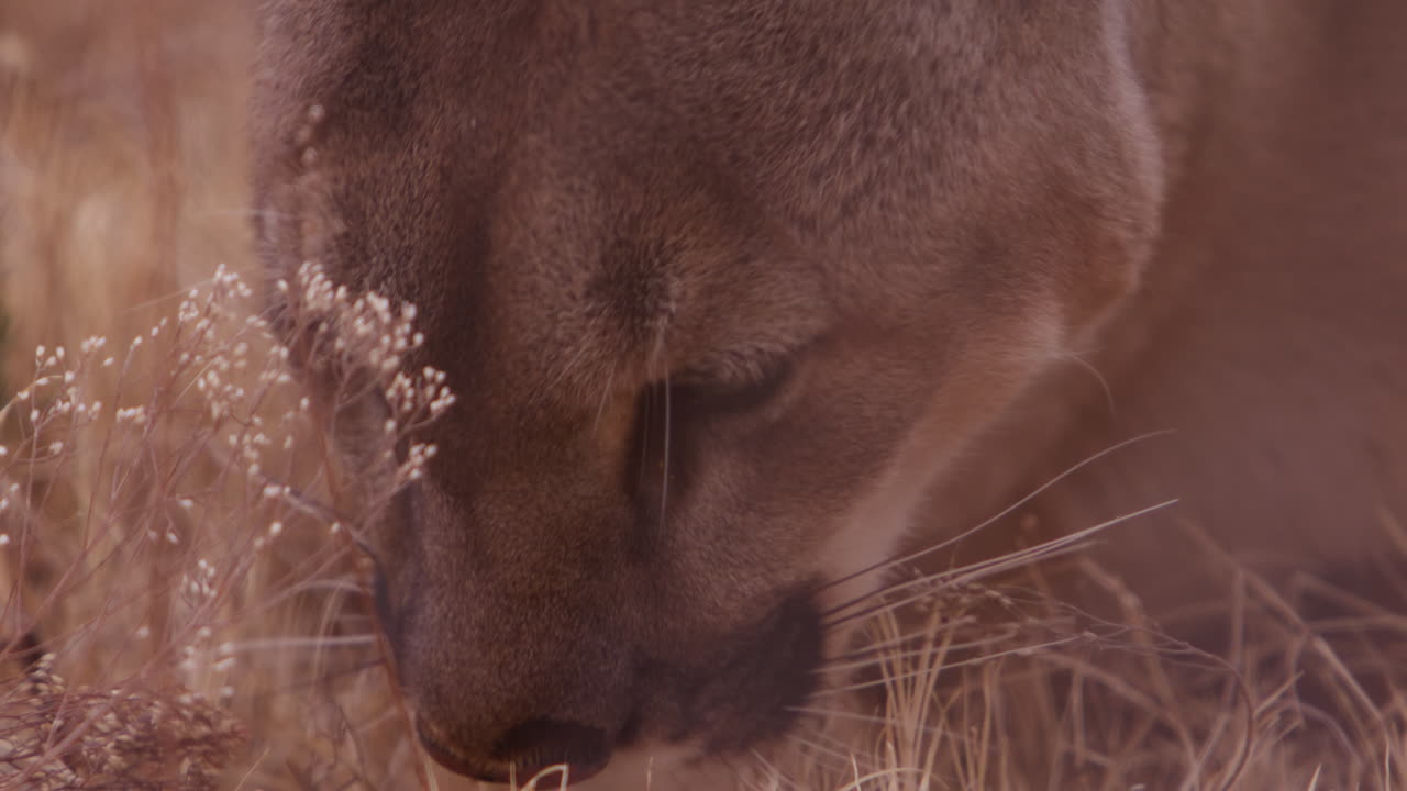 león hembra agachado en el campo lame los labios - extremo de cerca