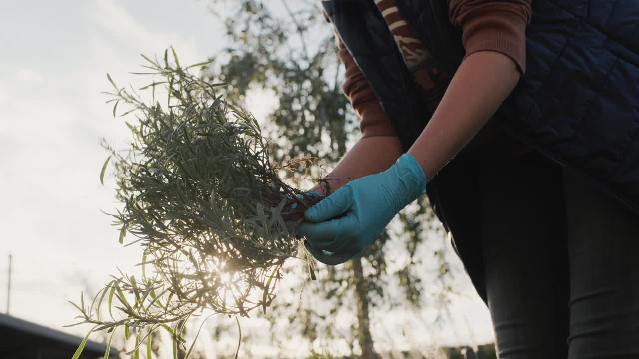 jardinero con plántulas de lavanda, siembra de otoño en el jardín. vista de bajo ángulo