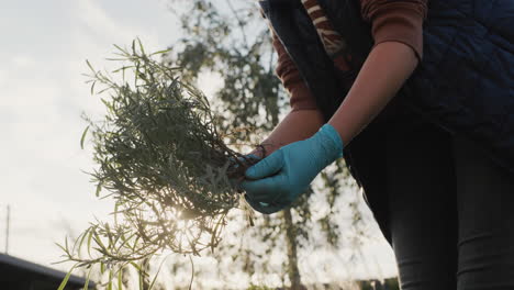 Gardener-holding-lavender-seedlings,-autumn-planting-in-the-garden.-Low-angle-view