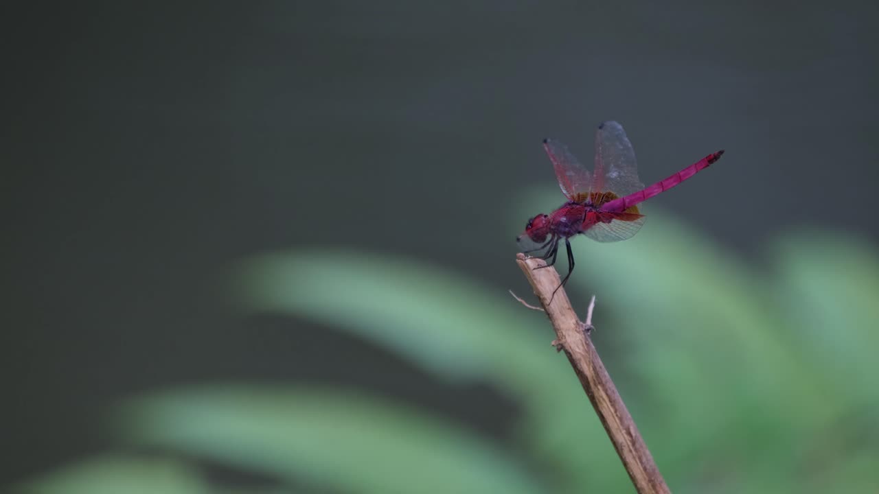 encaramado en la parte superior de una pequeña rama, un planeador de pantano carmesí trithemis aurora está batiendo sus alas ligeramente con el viento en el parque nacional khao yai en la provincia de nakhon ratchasima en tailandia