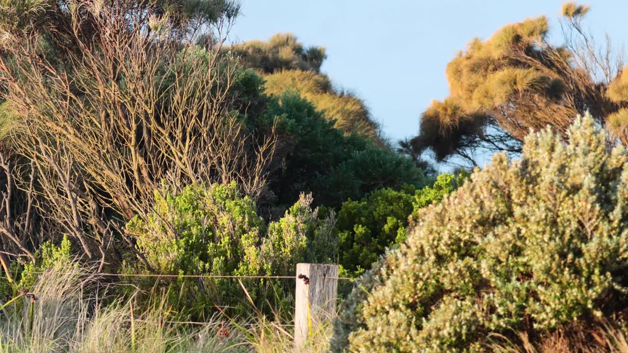 오스트레일리아의 울창한 초록색과 해안 식물