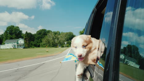 Ein-Schwedischer-Hund-Mit-Der-Flagge-Von-Schweden-Schaut-Aus-Dem-Fenster-Eines-Rasenden-Autos