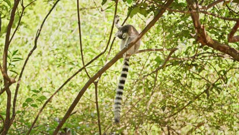 ringtail lemur