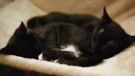 two black cats are sleeping comfortable on a cat hammock platform