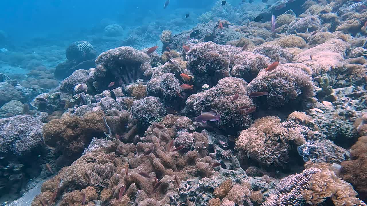 cardúmenes de miles de coloridos peces tropicales nadando sobre un hermoso y saludable arrecife de coral cubierto de anémonas de mar en el triángulo de coral, buceando bajo el agua en timor leste, sudeste de asia