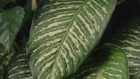 green leaf in jungle of bali island, close up view