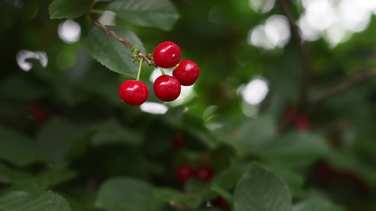 Close up of red sour cherries ripe on the tree in daylight