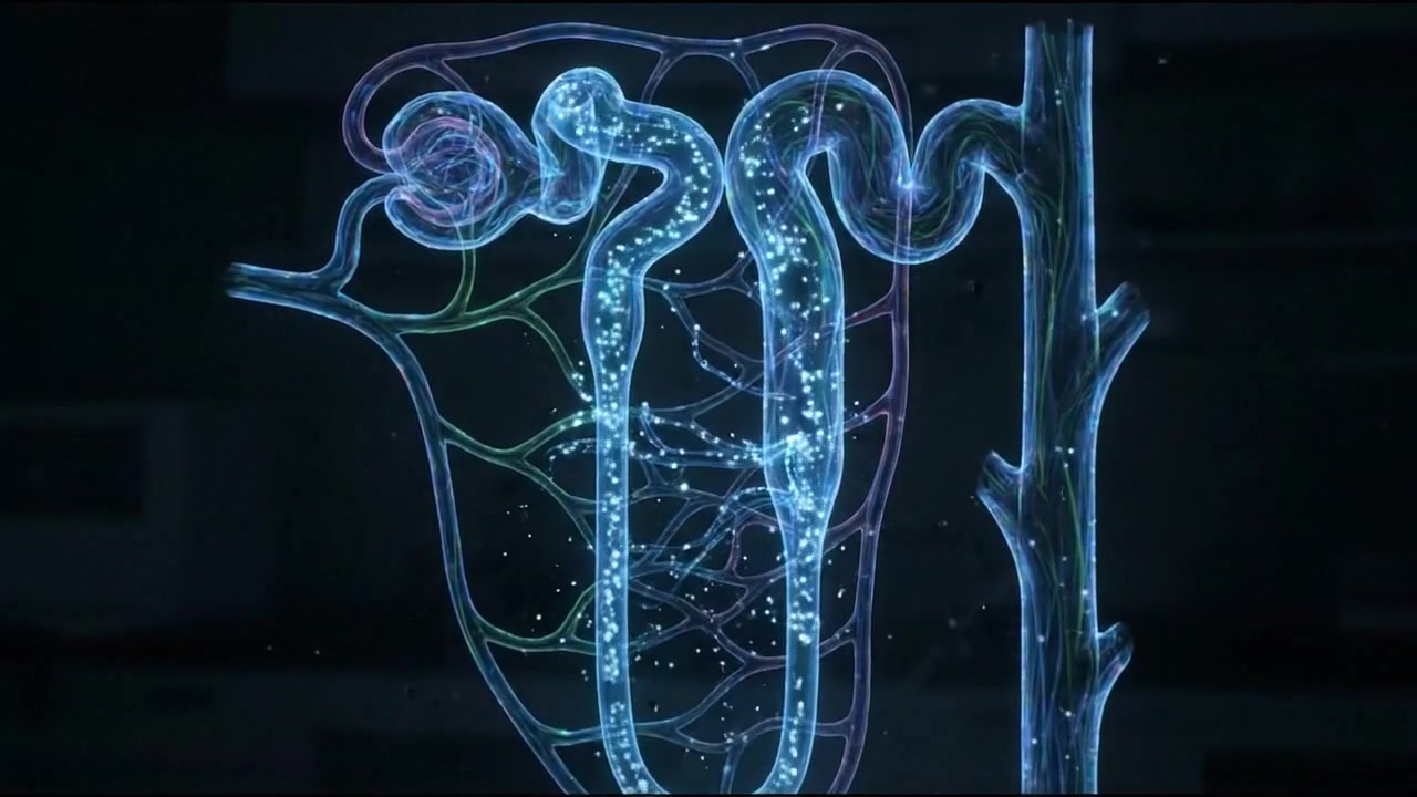 Animazione 3D del processo di filtrazione del nefrone del rene umano