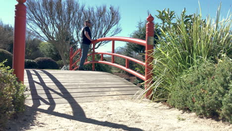 man walking on gravel pathway leading to red bridge and looks over pond, ju raku en japanese garden, toowoomba, australia