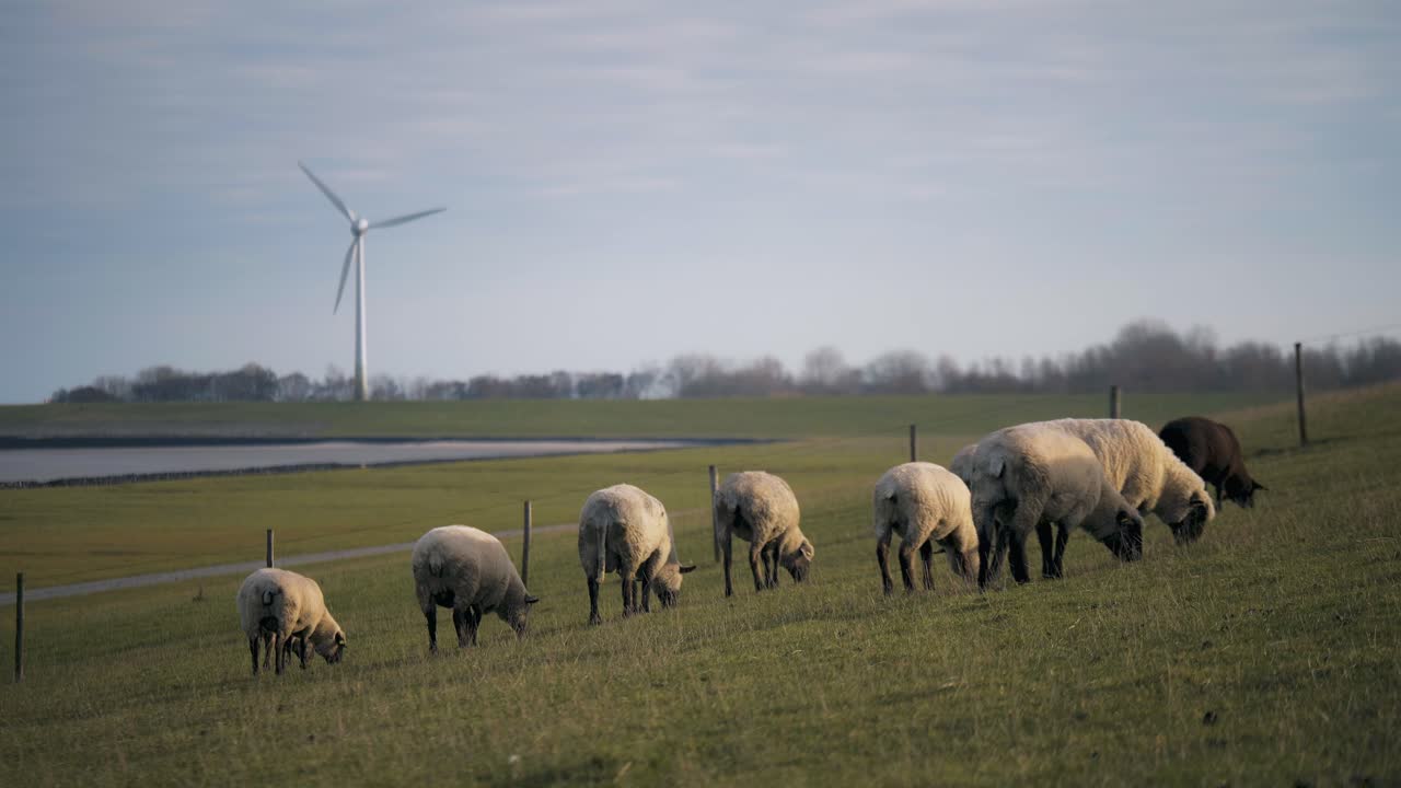 pecore che mangiano erba su un prato con una turbina eolica sullo sfondo