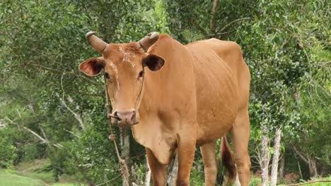 brown cow in a rural setting