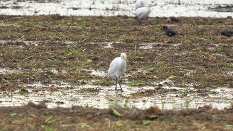 close up shot of a great egret and other bird species strides across the agricultural landscape, wading and foraging for fallen crops and insect preys on the harvested paddy fields.