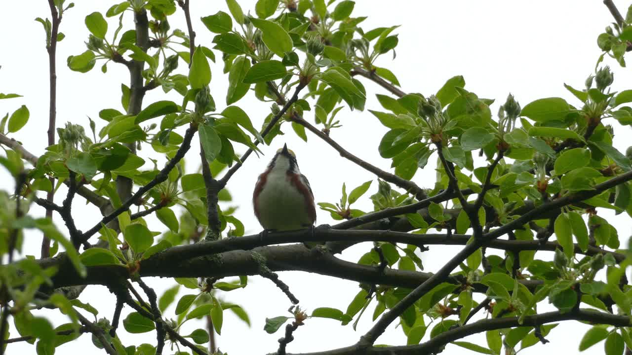 4K wild insectivorous chestnut sided warbler, setophaga pensylvanica