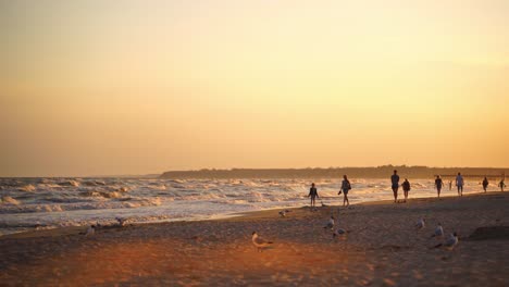 evening sea with people and seagulls walking on shore. many people go along the coastline at sunset. seagulls trying to find food on beach.