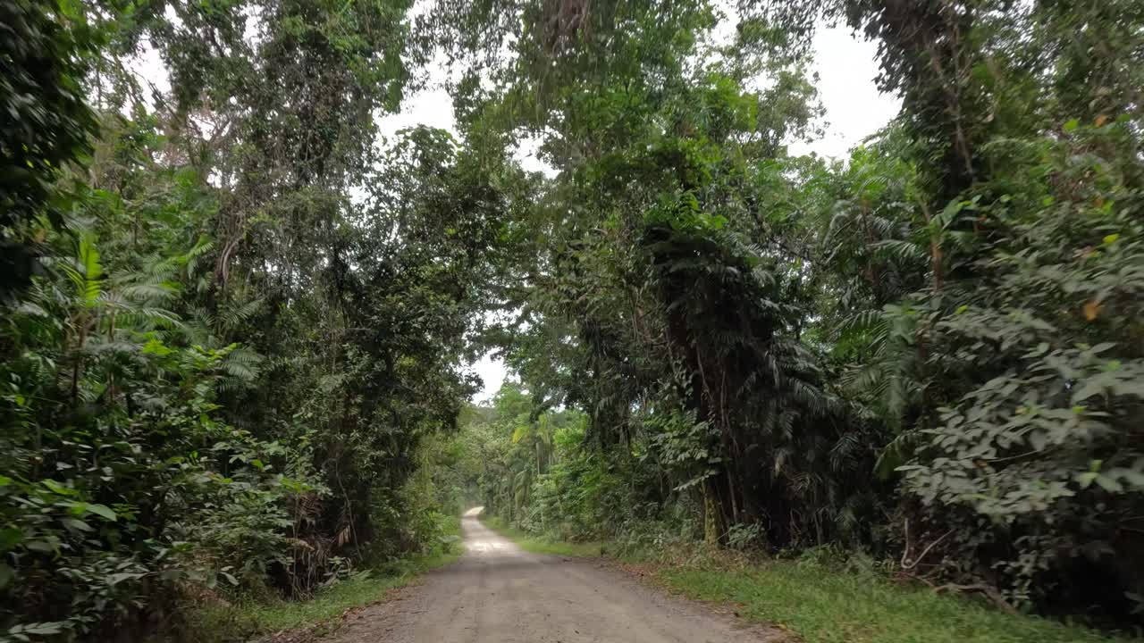 A serene drive along a dirt road surrounded by dense, vibrant rainforest in Port Douglas, Queensland, Australia