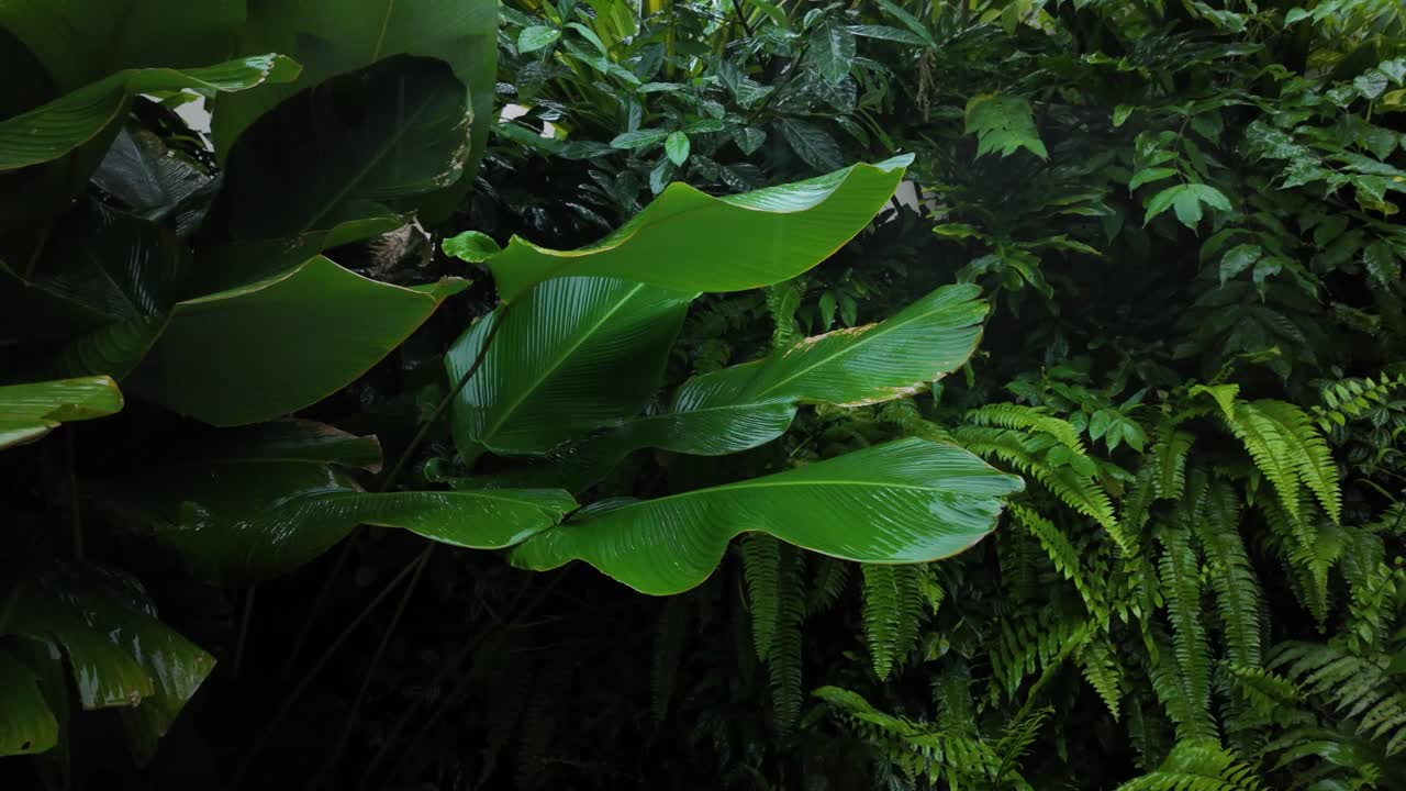 Tropical fern nature plant garden flowers green luxuriant canopy vegetation