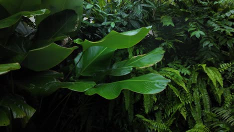tropical fern nature plant garden flowers green luxuriant canopy vegetation