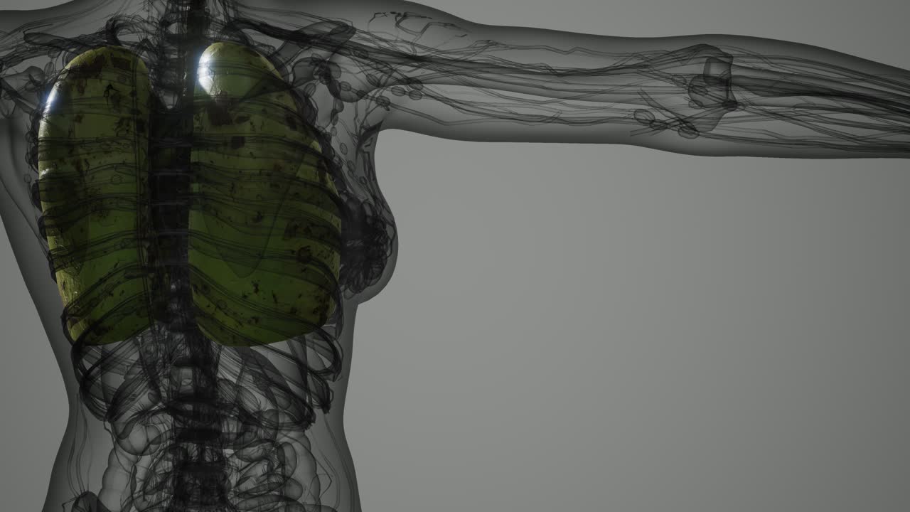 인간 폐의 과학 해부학 스캔