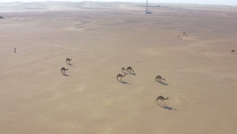 aerial drone shot of a camel herd walking slowly in the hot dry arabian desert