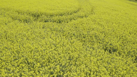 Tiro-De-Dron-Del-Campo-De-Colza-Cerca-De-Una-Granja-En-Suecia