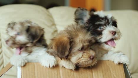 several cute puppies in a cardboard box