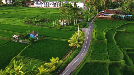 Hermosos-Campos-De-Arroz-Alrededor-De-Ubud,-Bali,-Indonesia