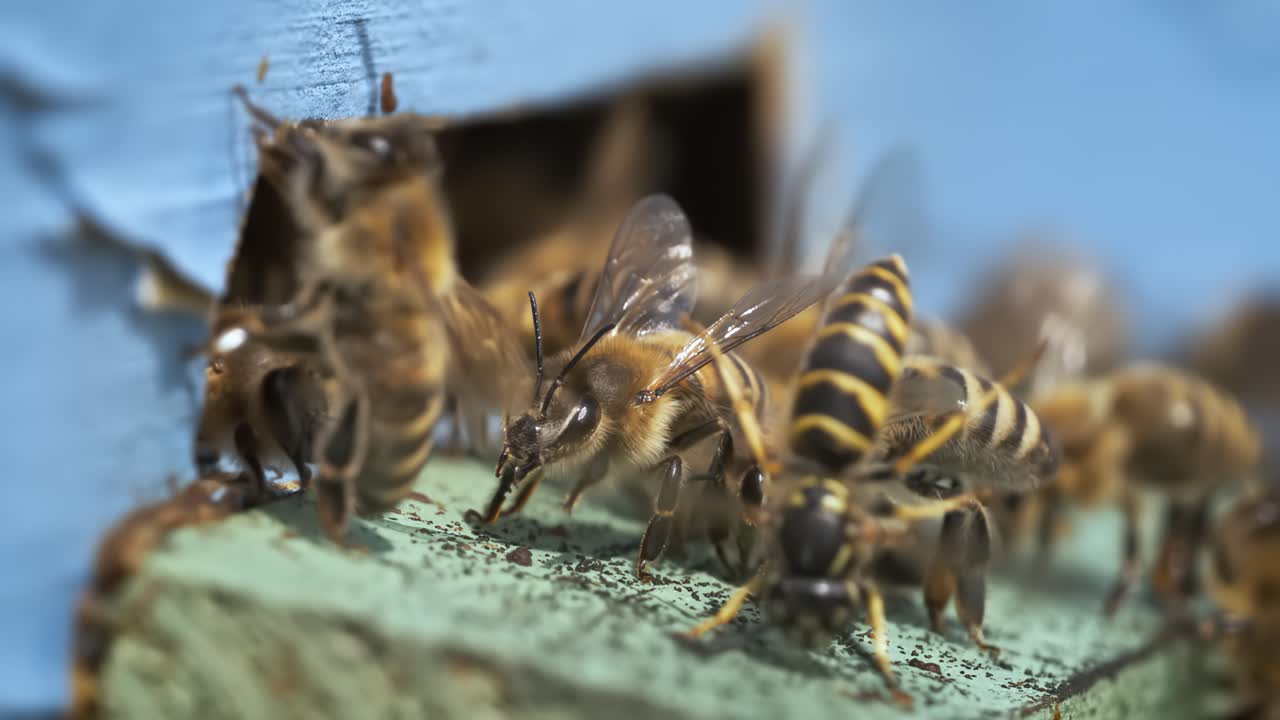 Bees protect their hive from wasps. Honey bees fly near a beehive in a super slow motion. Shot on super slow motion camera 1600 fps