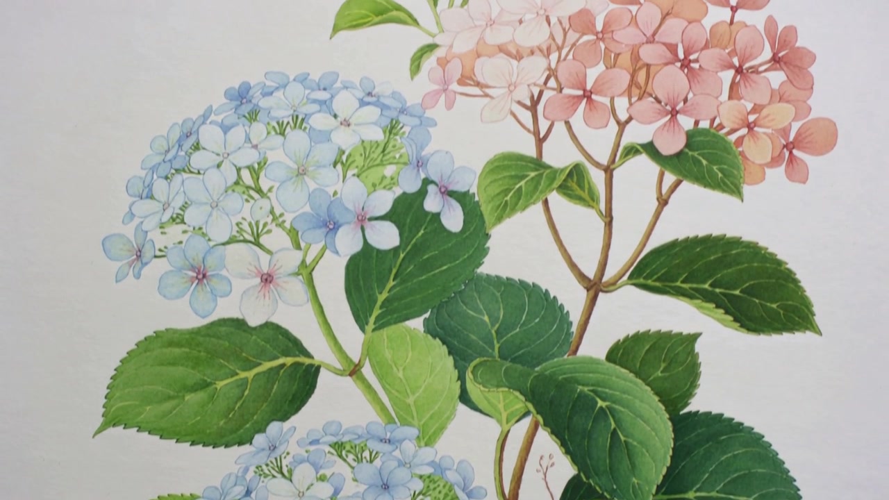 La caméra recule, dévoilant une illustration d'hortensia sur une page de livre, révélant des grappes bleues et roses.