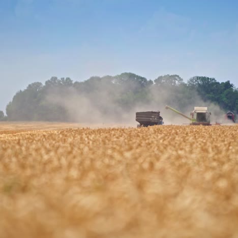 Tractor trailer moving closer to the combine harvester to stop exactly under the auger. Preparation for the unloading grains into truck. Agricultural machinery working in the field
