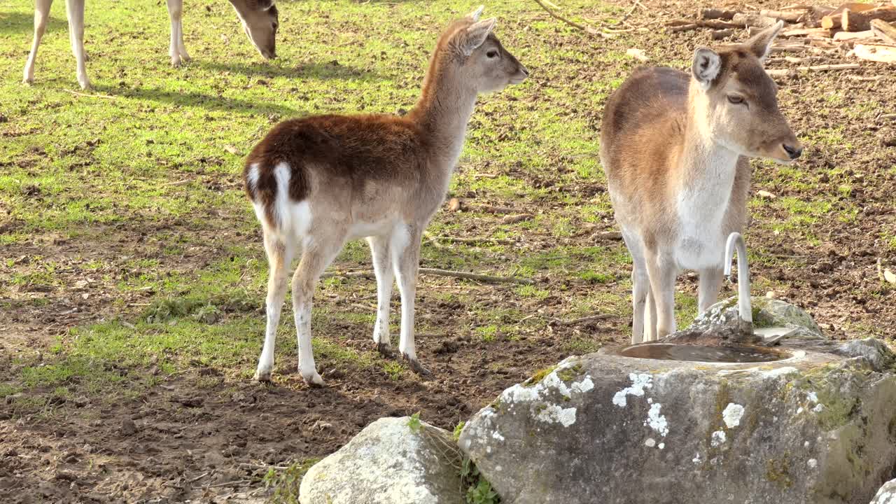 봄에 화창한 날 야외에서 풀을 뜯는 그녀의 아이와 사슴 어머니, 정적으로 닫습니다