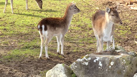 Madre-Ciervo-Con-Su-Hijo-Pastando-Al-Aire-Libre-En-El-Desierto-Durante-El-Día-Soleado-En-Primavera,-Cierre-Estático